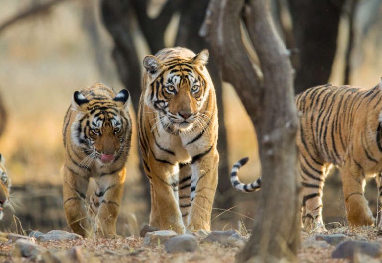 विश्व रिकॉर्डः वन्यजीव गणना के 3.5 करोड़, बाघों के 76 हजार फोटोज | tigers