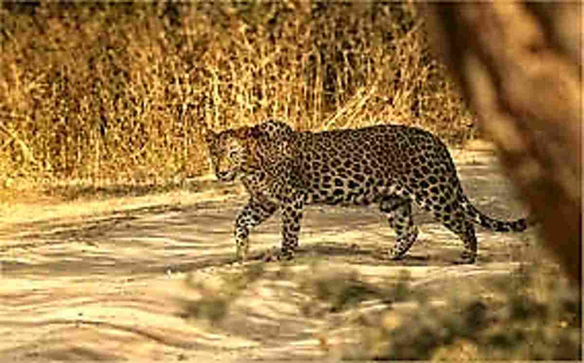Jhunjhunu District: Jungle Safari in Khetri Rajasthan